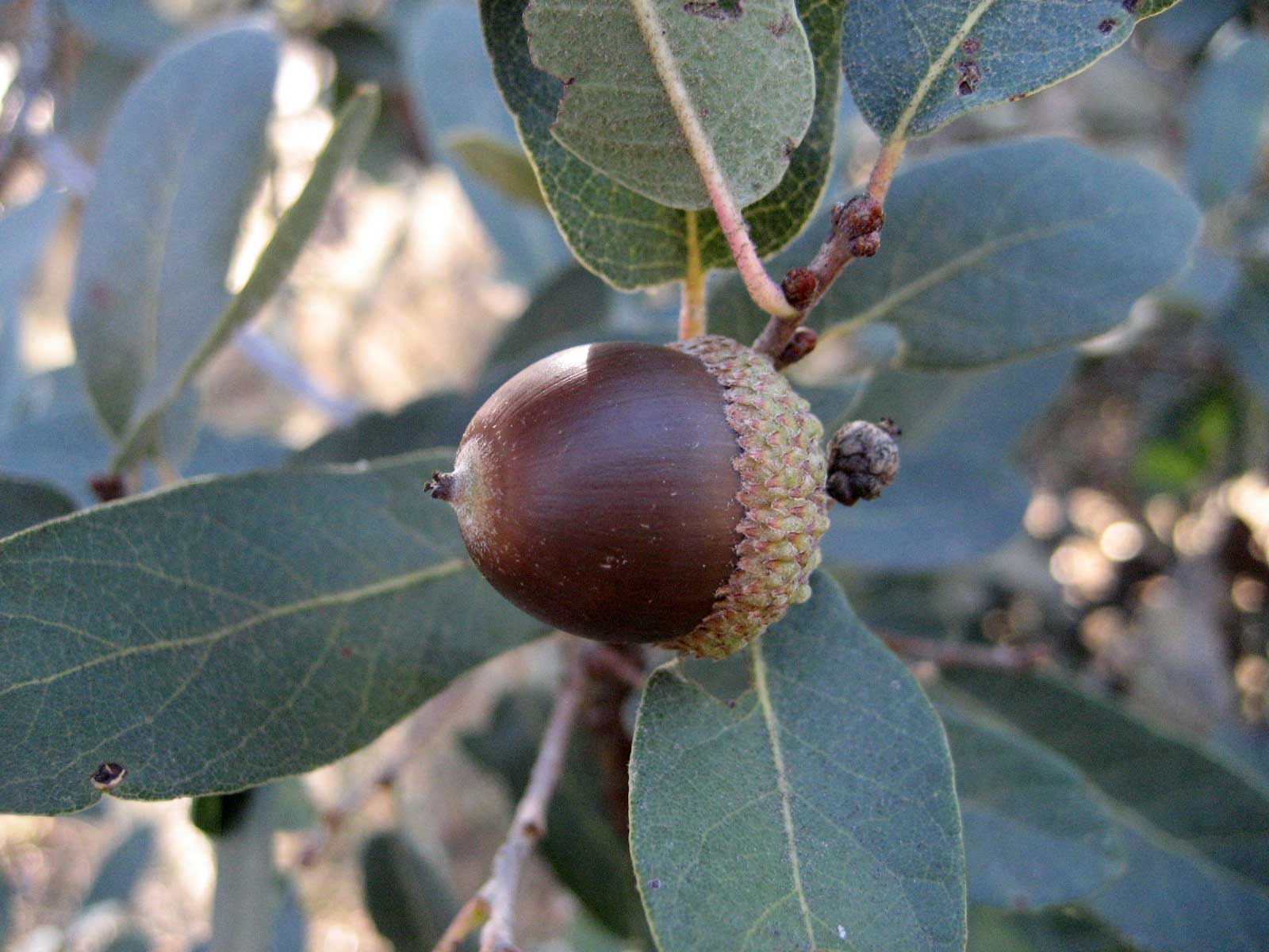 Engelmann Oak Detail 1
