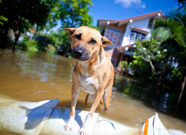 Disaster Prep for Pets